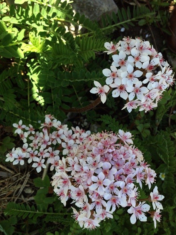 Darmera peltata flower