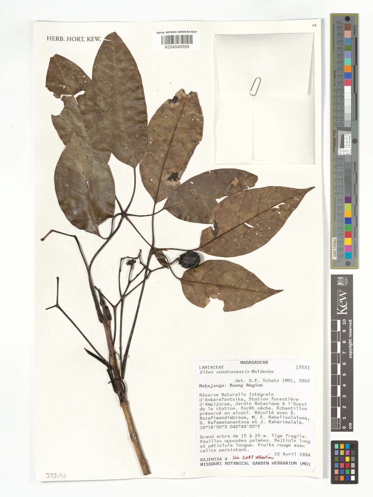 Vitex vondrozensis — houseplant care guide