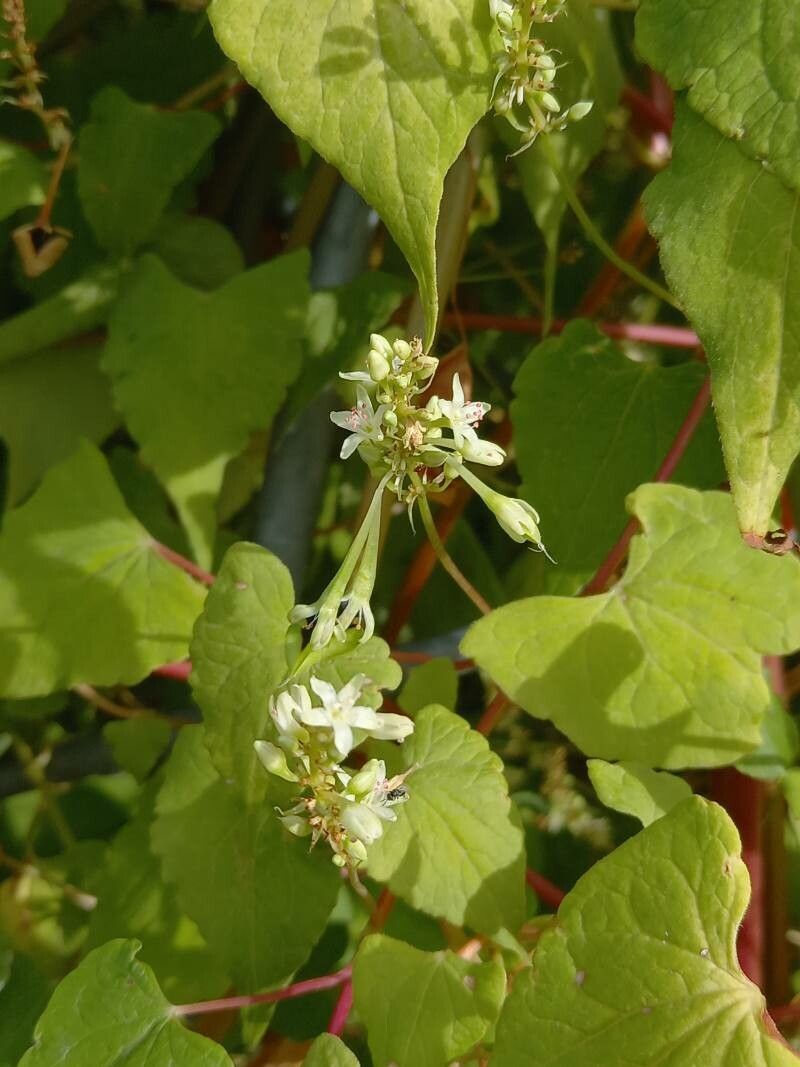 Pteroxygonum giraldii flower