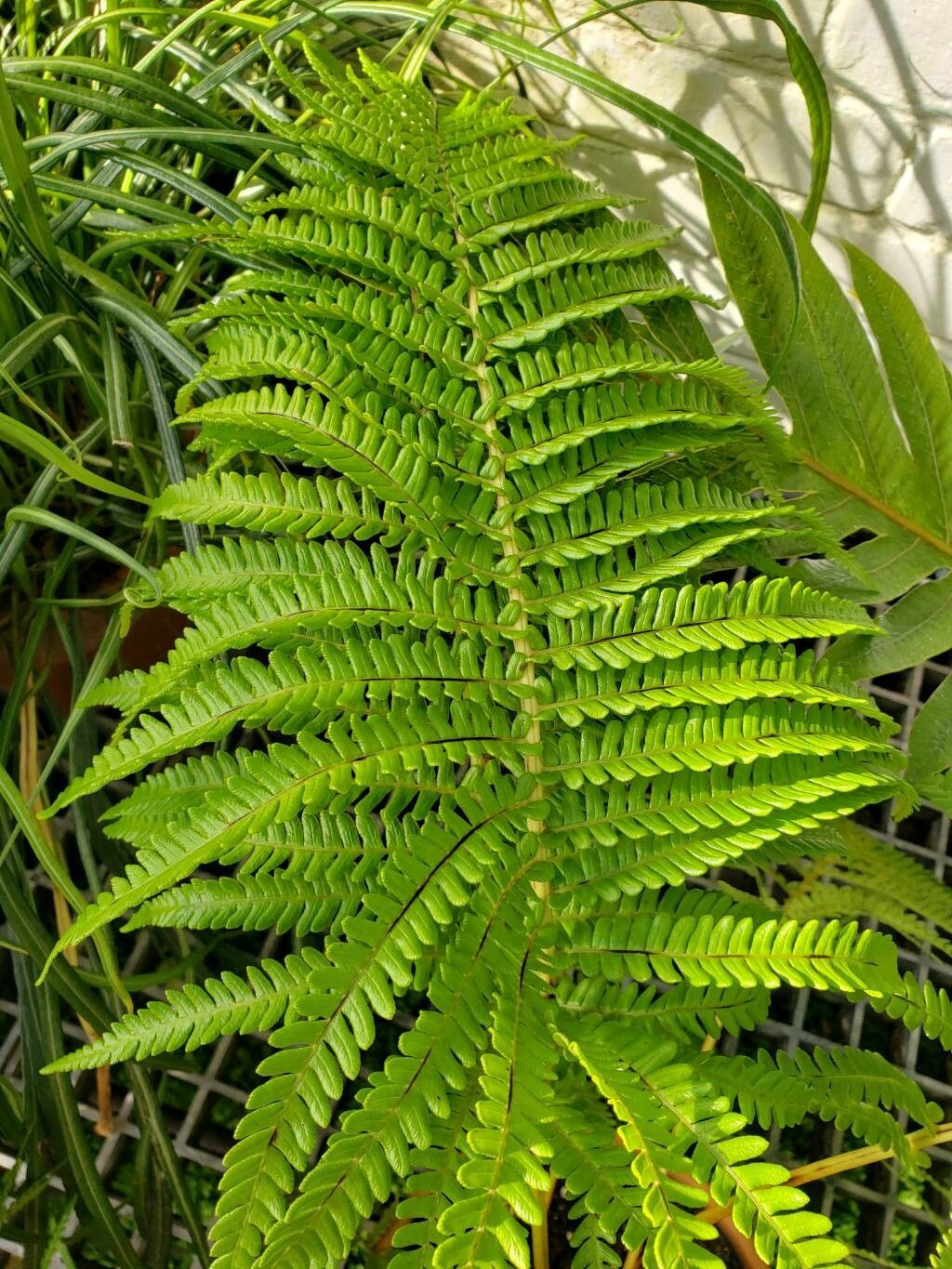 Blechnum cyatheoides — houseplant care guide