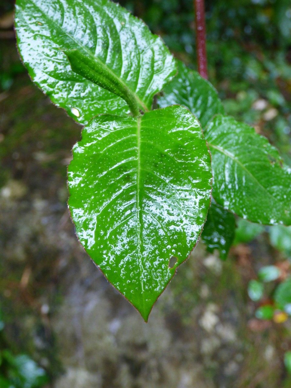 Persicaria chinensis leaf
