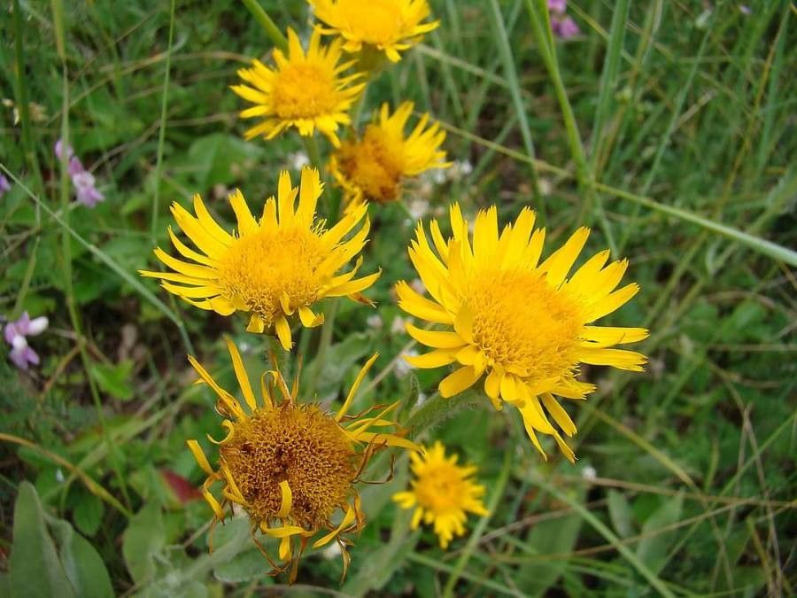 Inula oculus-christi flower