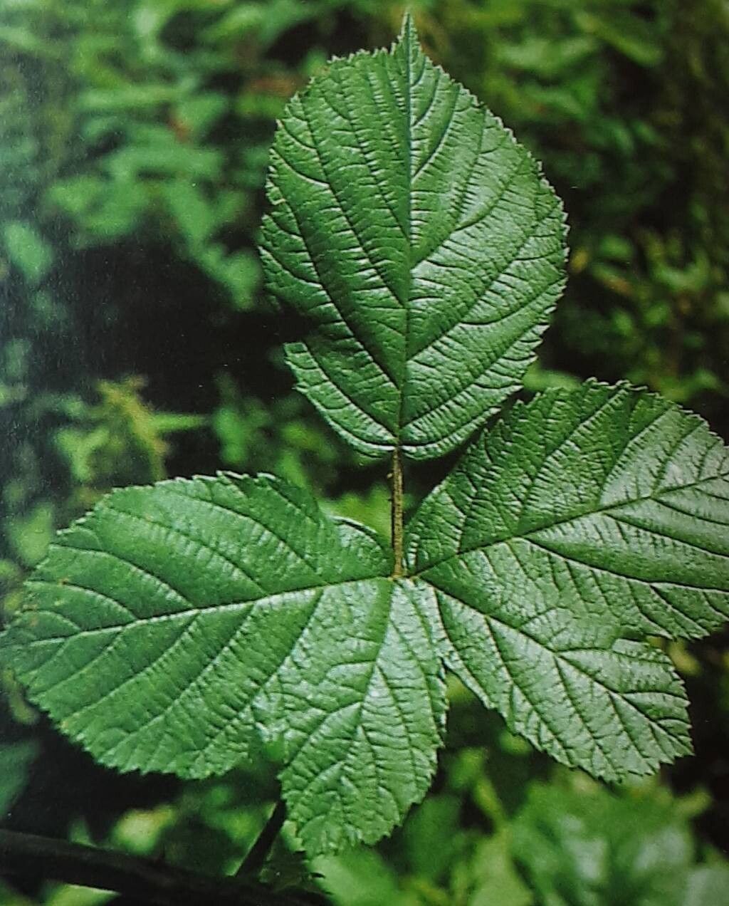 Rubus macrostemonides — houseplant care guide