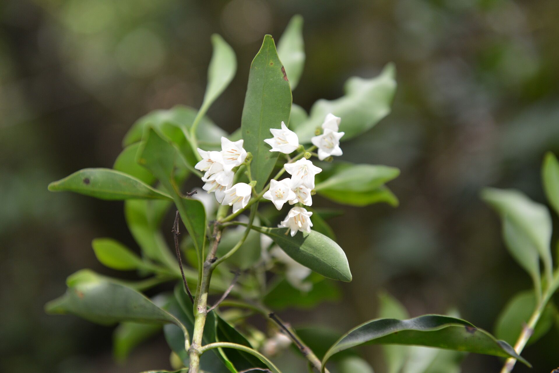 Chiococca pachyphylla flower