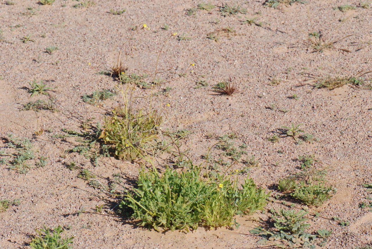 Diplotaxis pitardiana habit