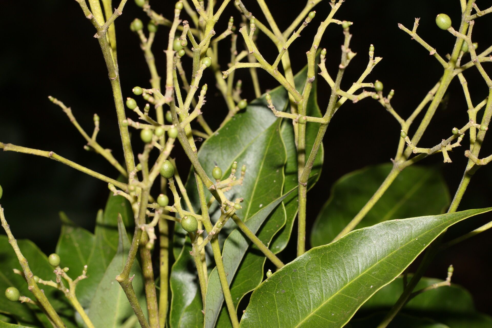 Amyris pinnata fruit