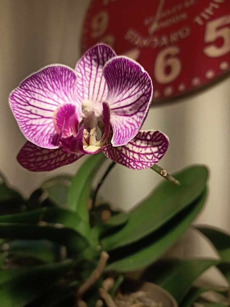 Paphiopedilum fairrieanum other