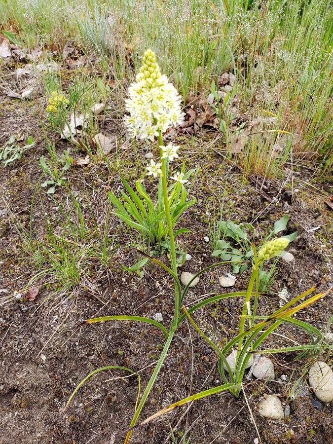 Zigadenus venenosus leaf