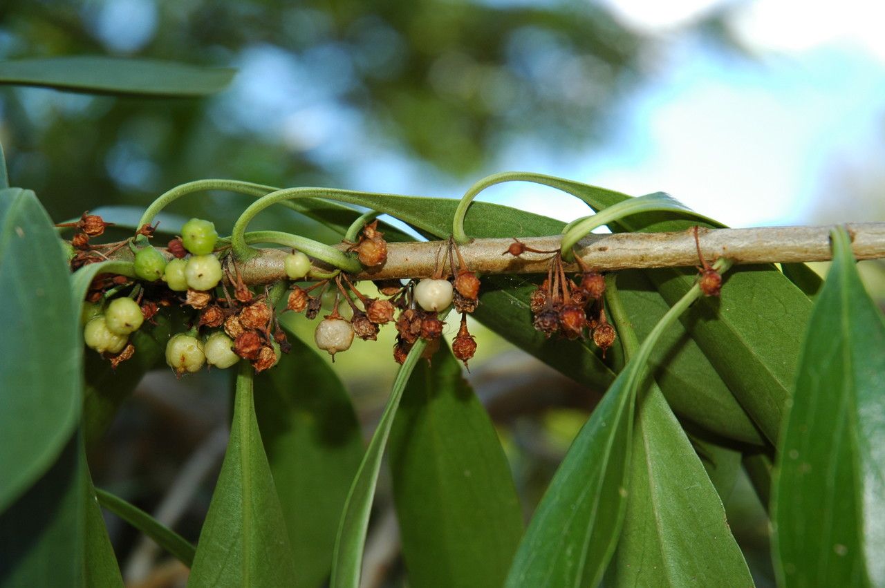 Myoporum sandwicense fruit