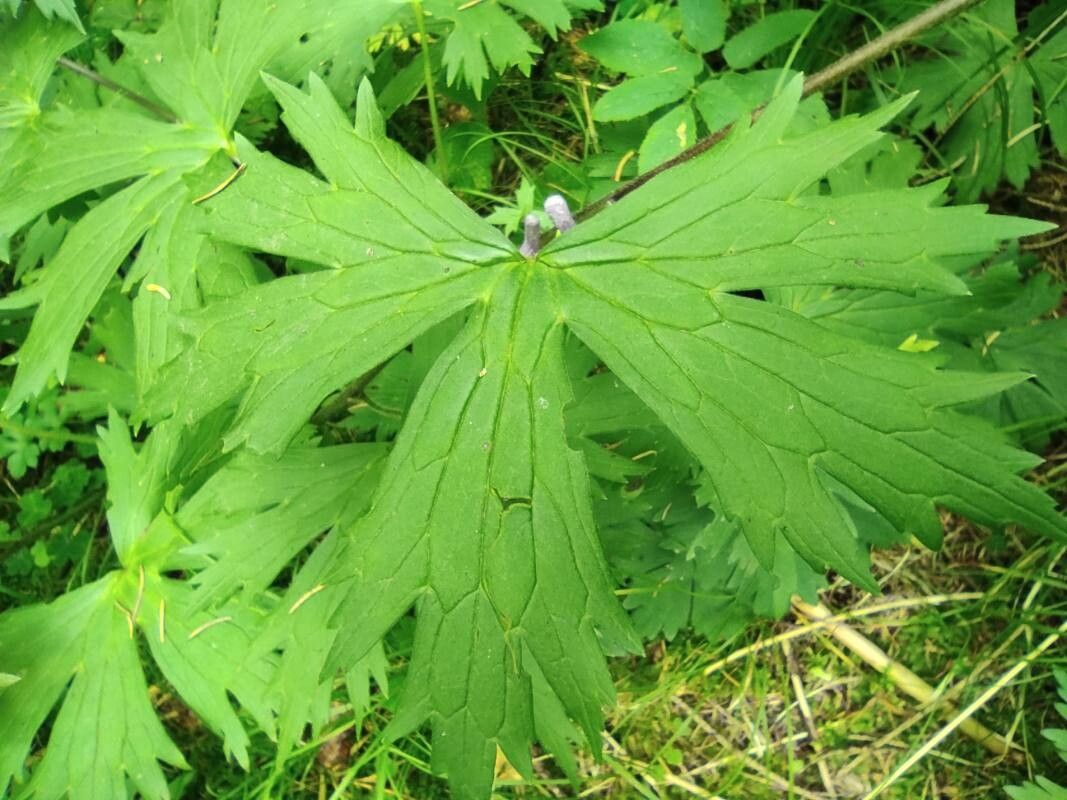 Aconitum moldavicum — search result for 'Aconitum'