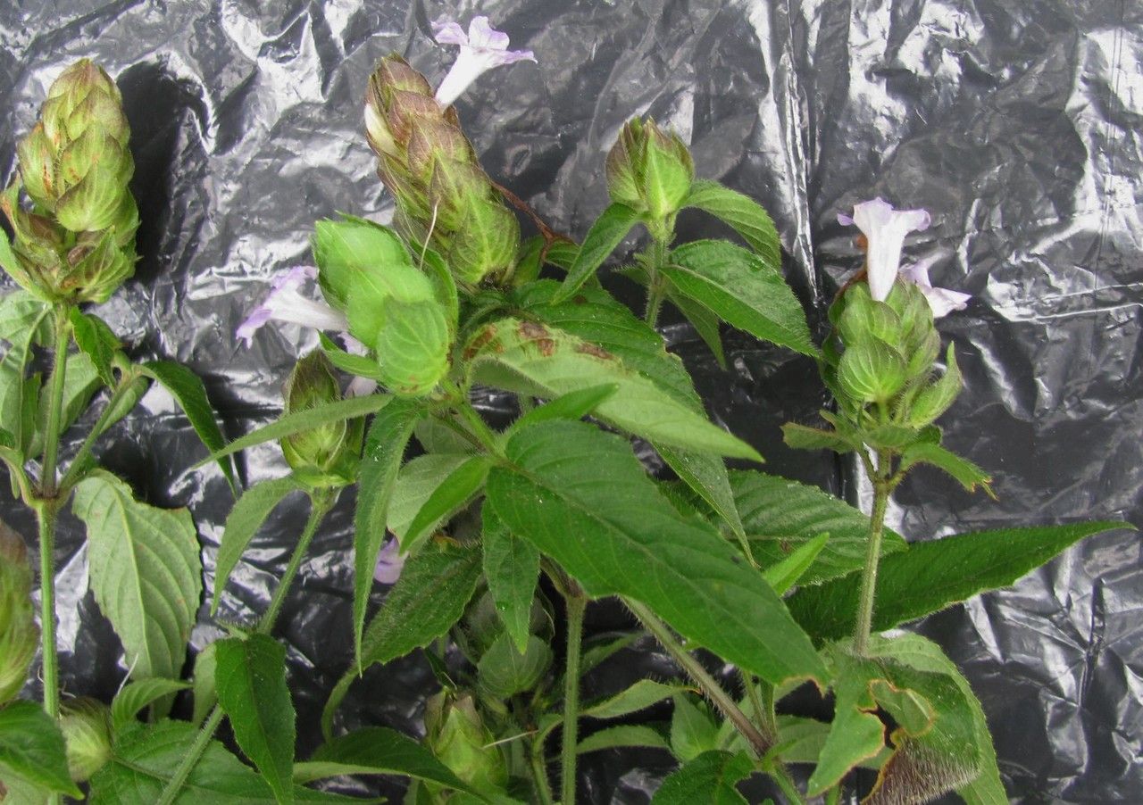 Ruellia costaricensis habit