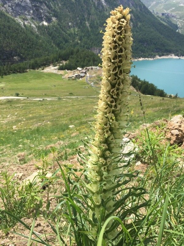 Campanula thyrsoides flower