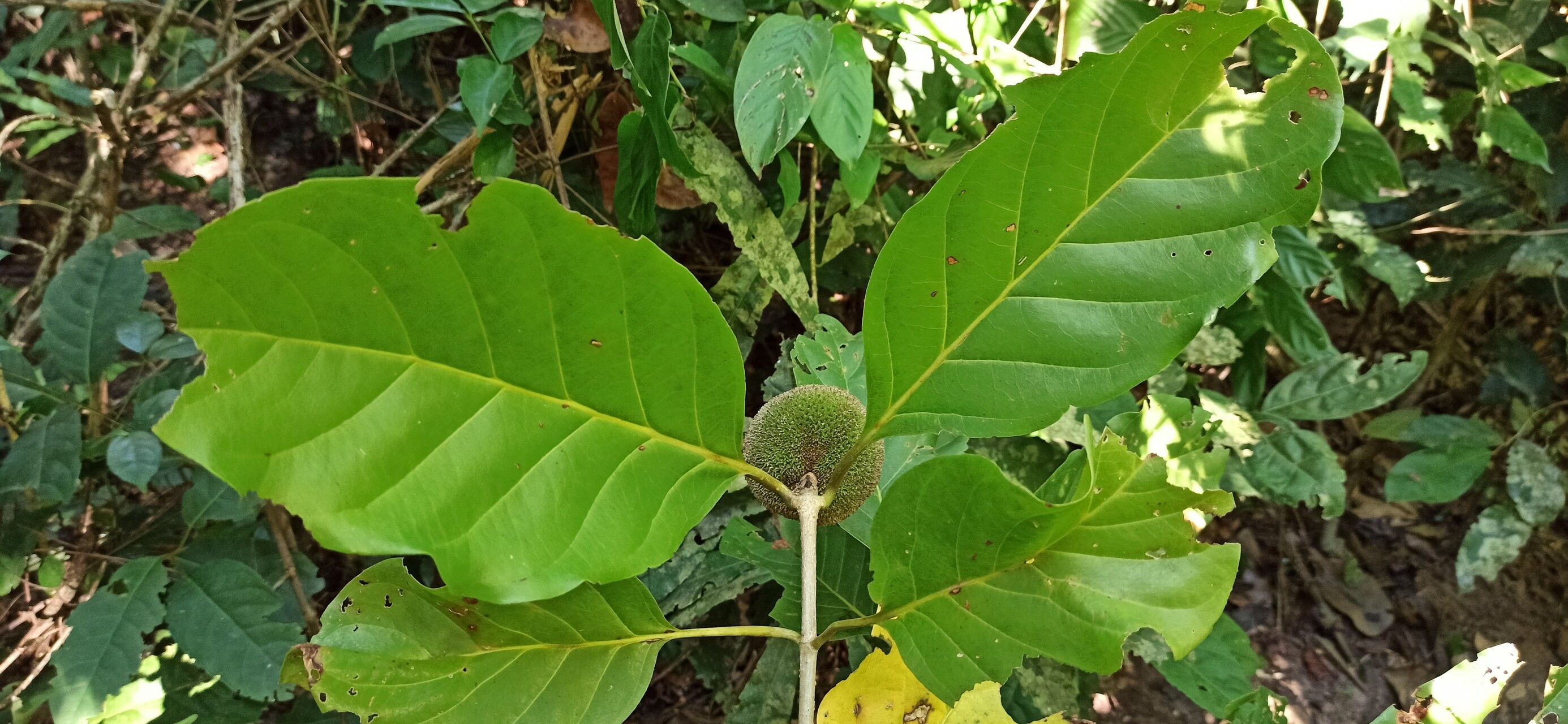 Nauclea pobeguinii — related species from the same genus