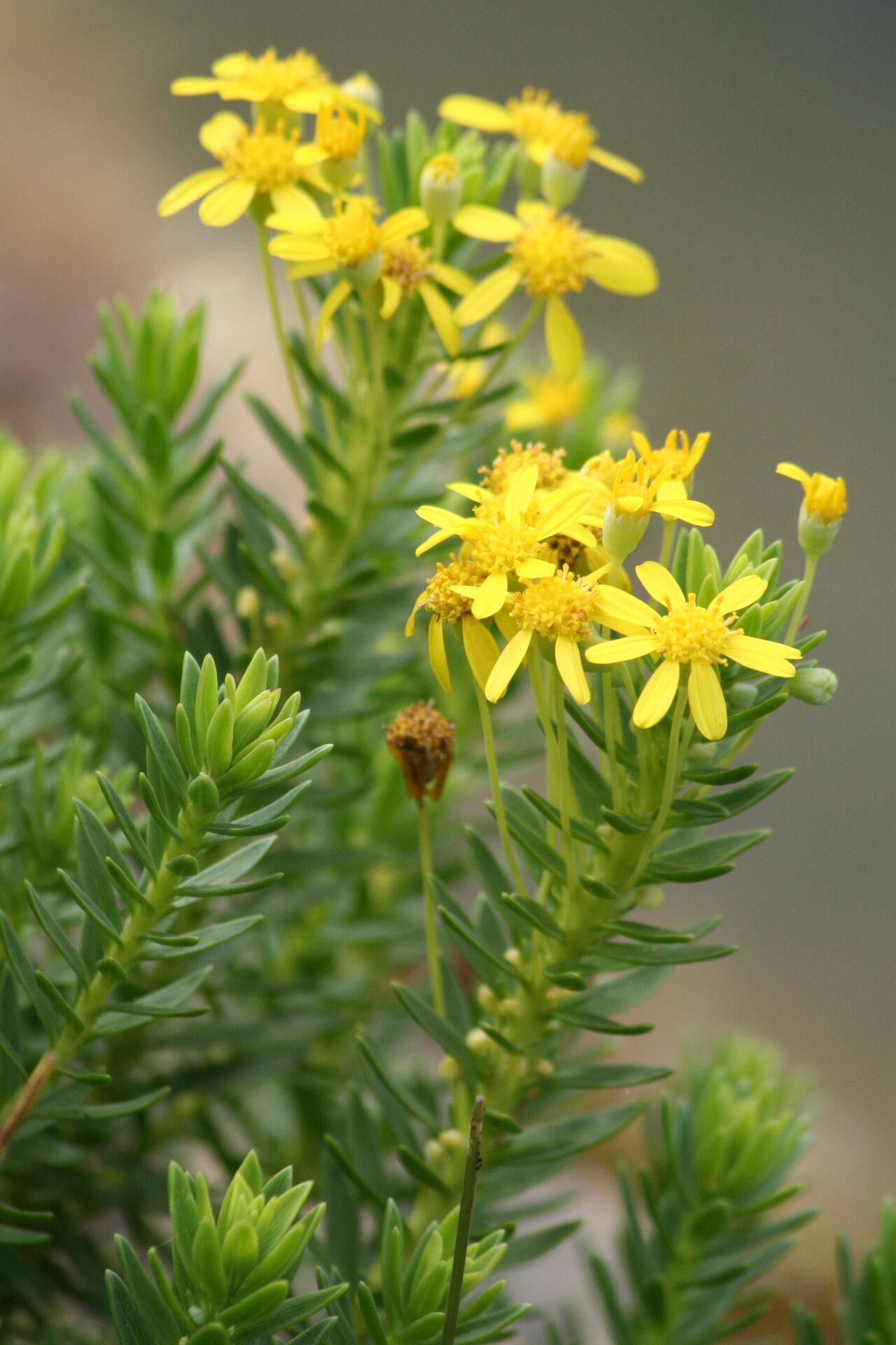 Euryops tysonii flower
