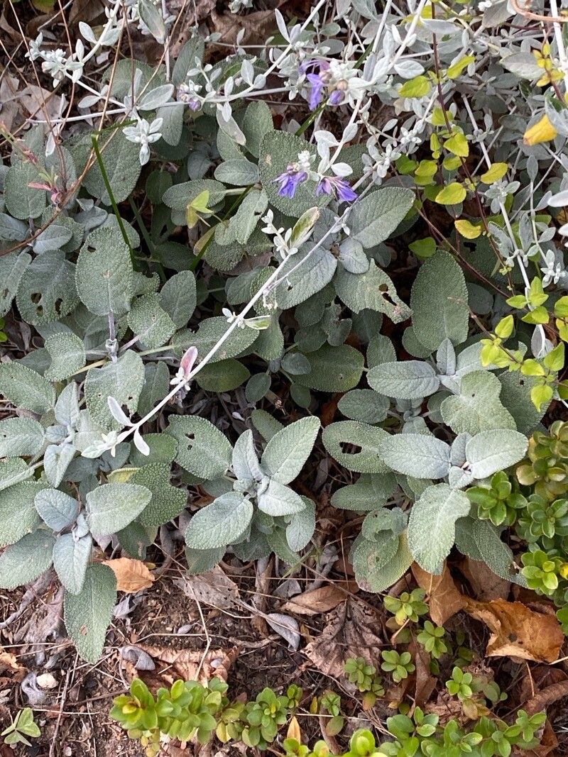 Salvia tomentosa — search result for 'Salvia'