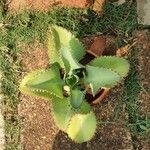 Bryophyllum laetivirens