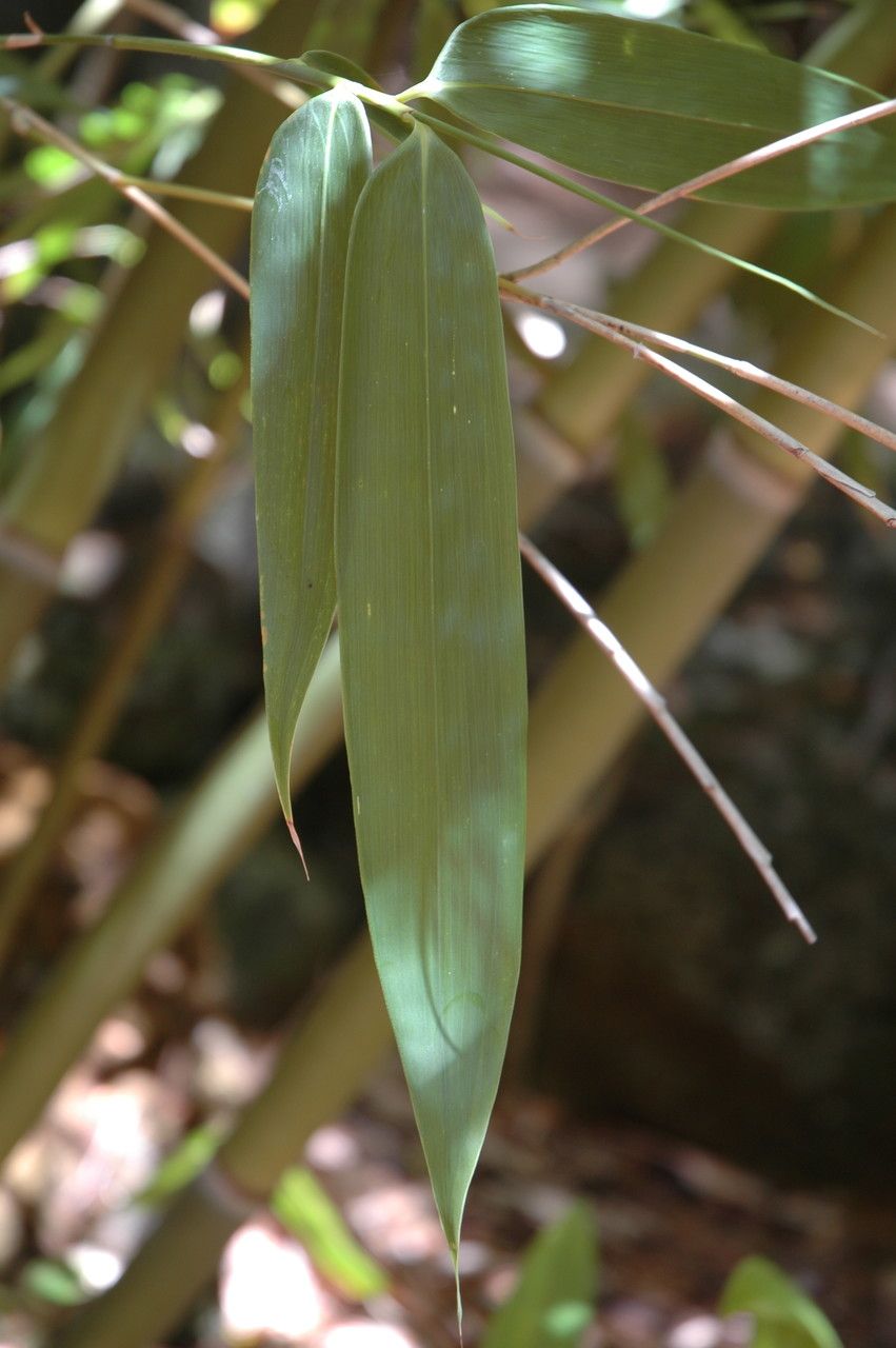 Schizostachyum glaucifolium — search result for 'Bamboo'