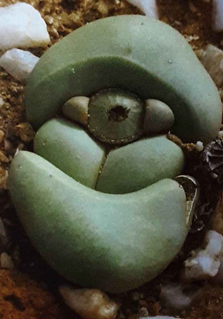 Argyroderma crateriforme leaf