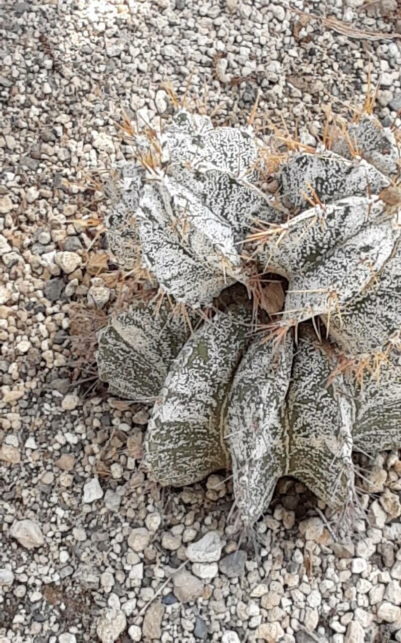 Astrophytum ornatum bark
