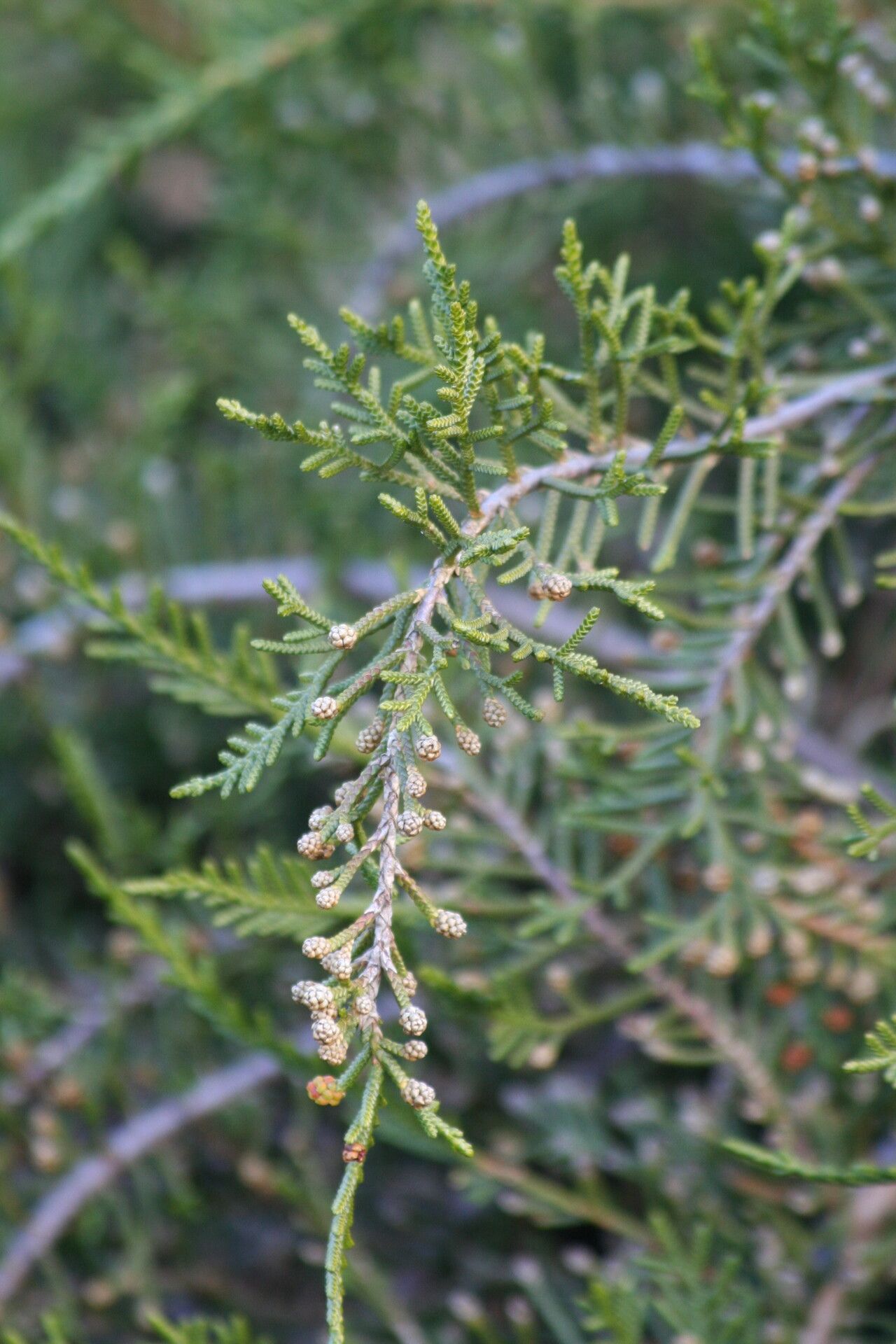 Microcachrys tetragona — houseplant care guide