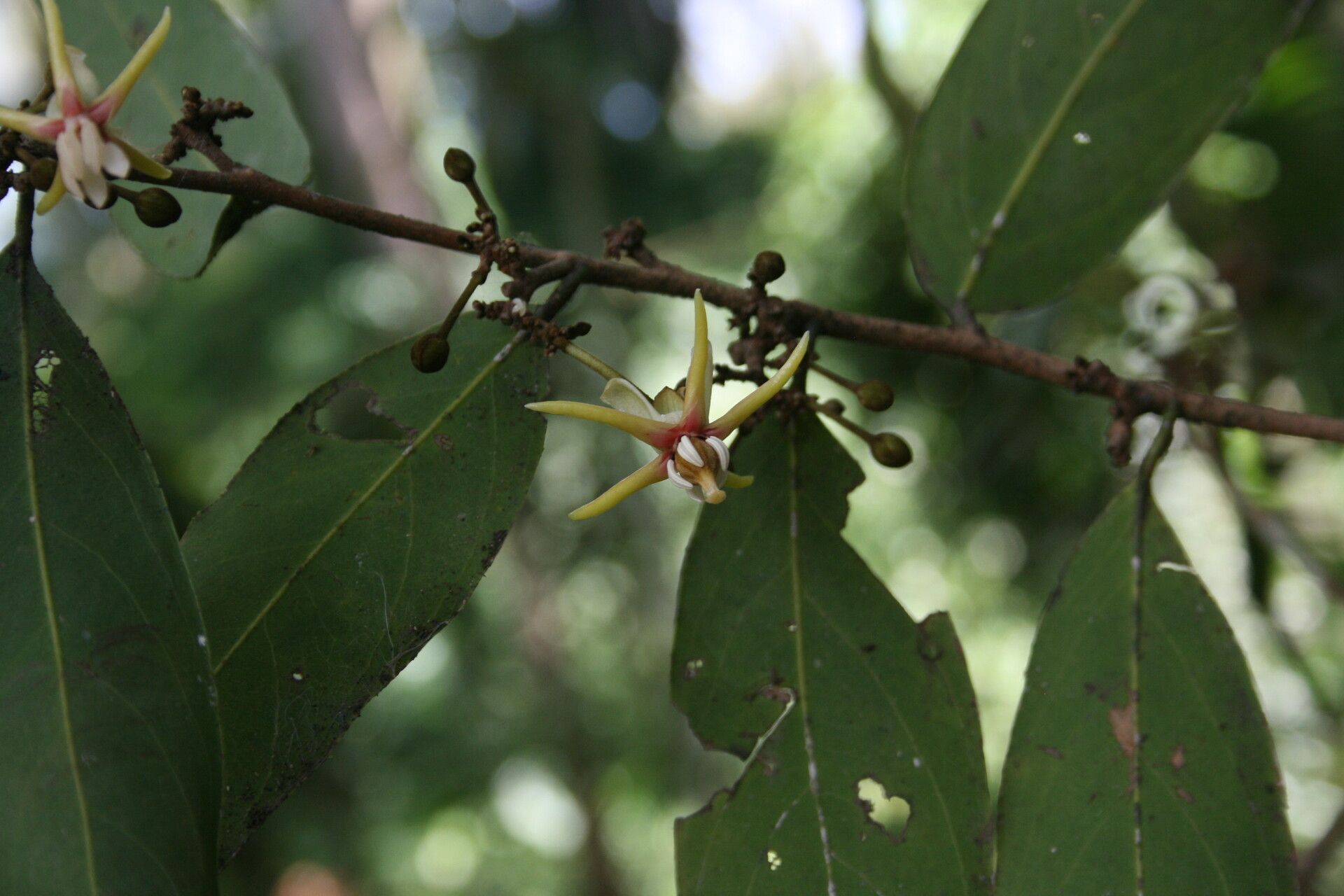Hydnocarpus castaneus flower