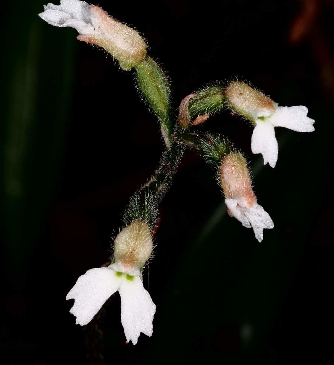 Cheirostylis montana flower