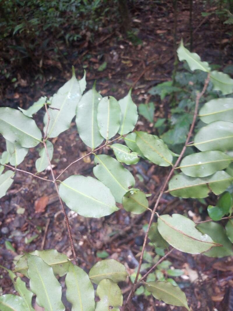 Moronobea coccinea leaf
