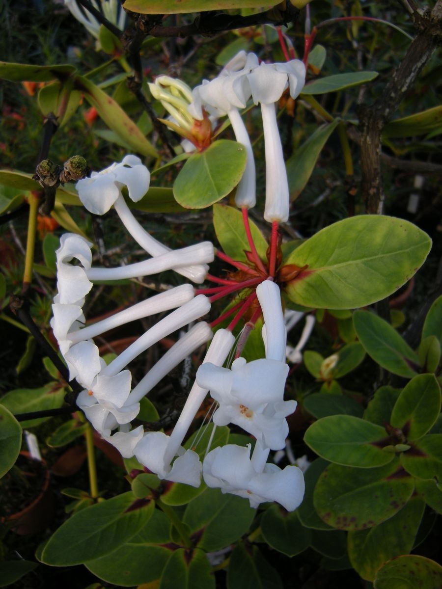 Rhododendron suaveolens flower