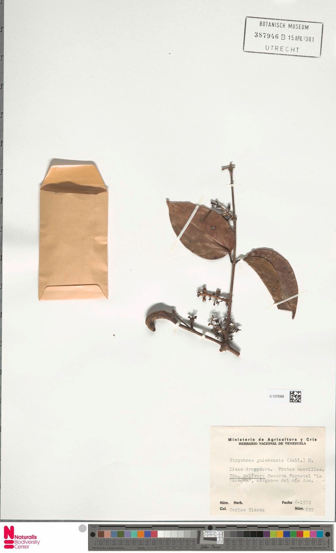 Strychnos guianensis leaf