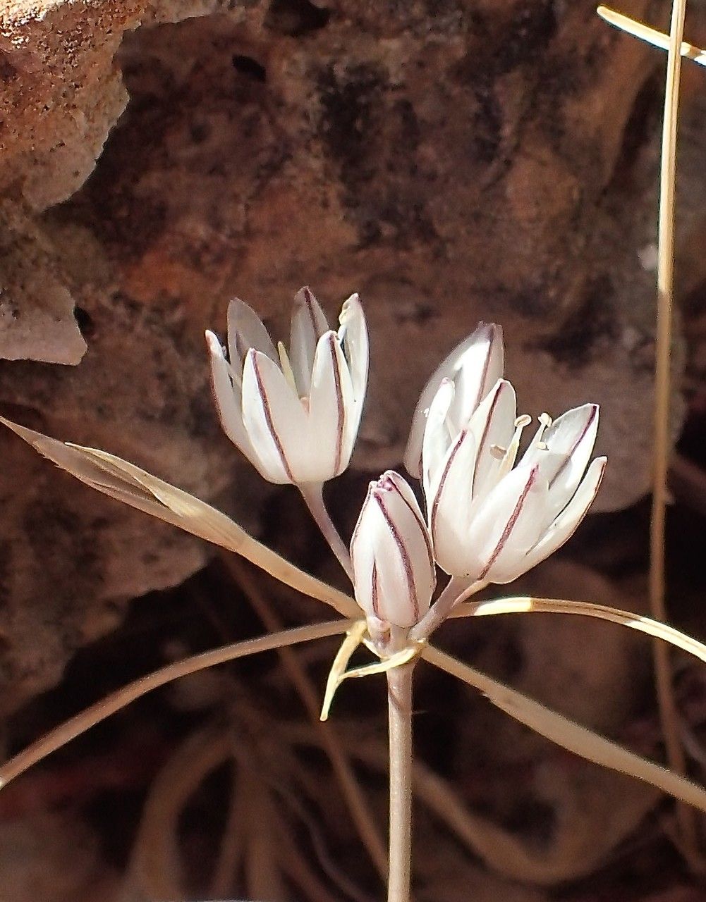 Allium moschatum flower