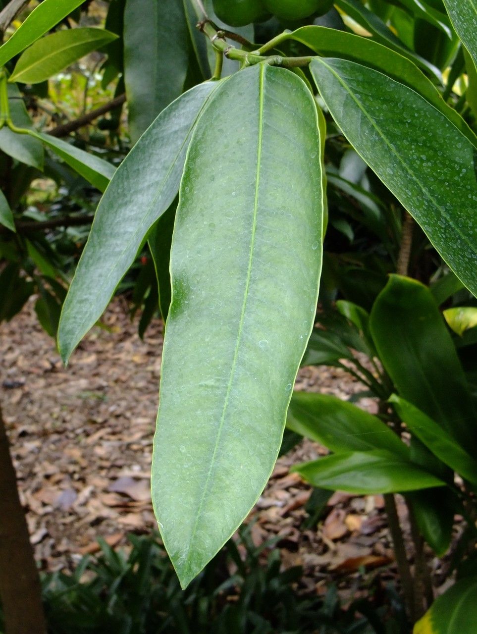 Garcinia xanthochymus — houseplant care guide