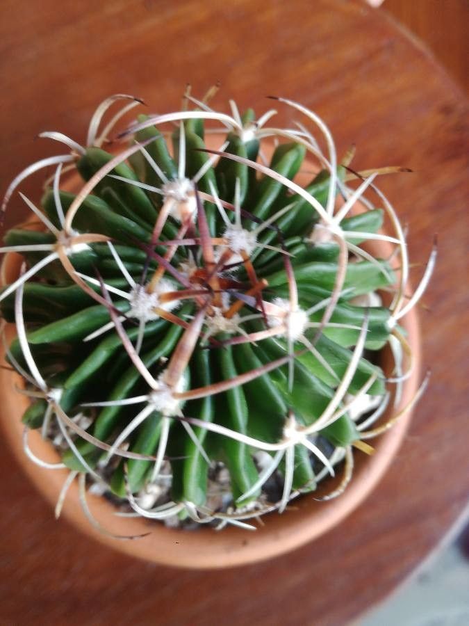 Stenocactus multicostatus fruit