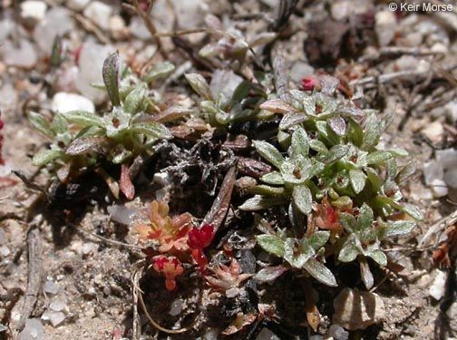 Hesperevax acaulis habit