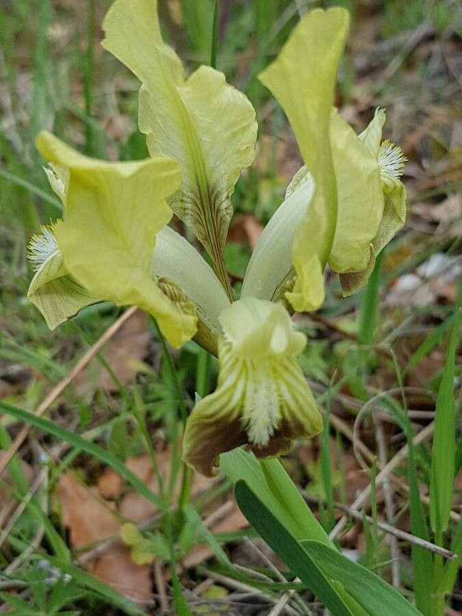 Iris pseudopumila flower