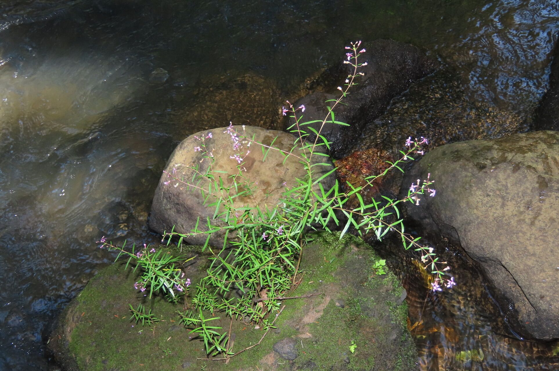 Cuphea utriculosa — search result for 'Cuphea'