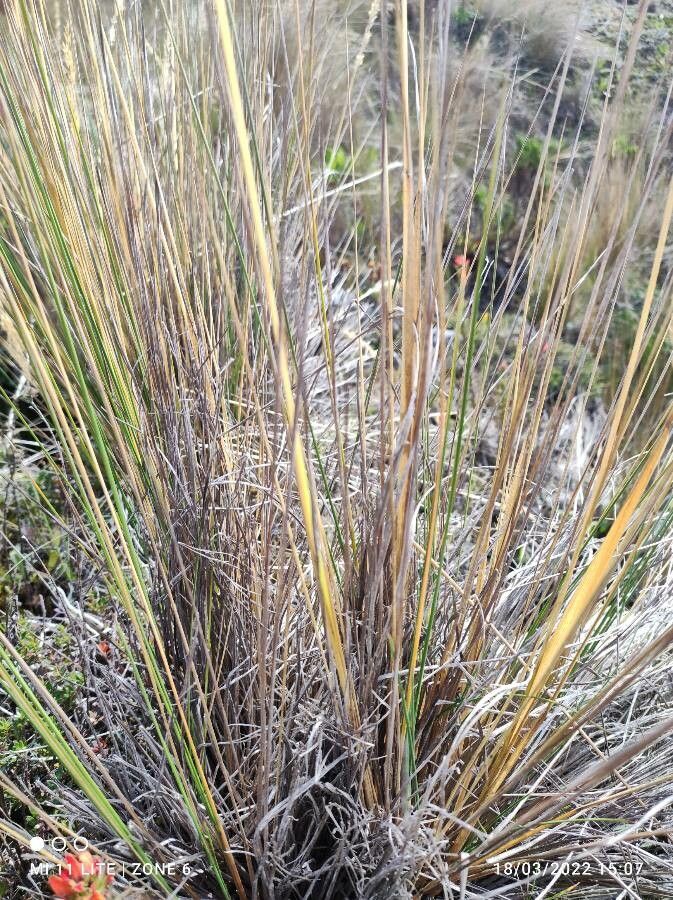 Calamagrostis recta — search result for 'Calamagrostis'