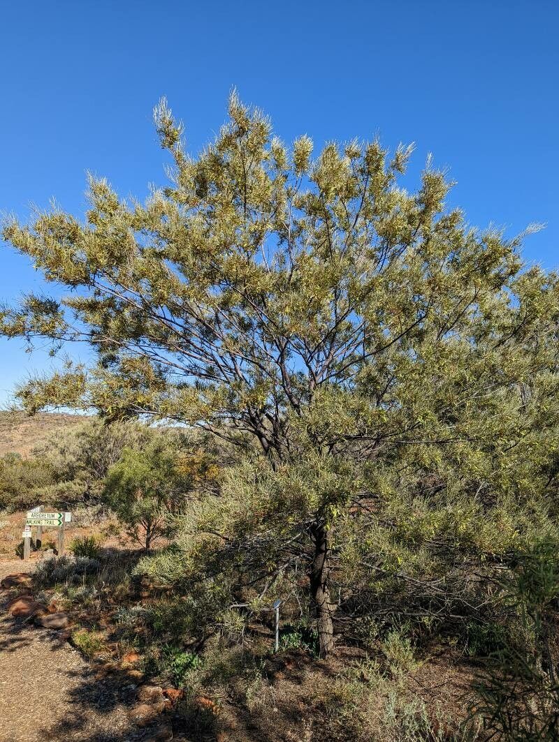 Acacia aneura habit