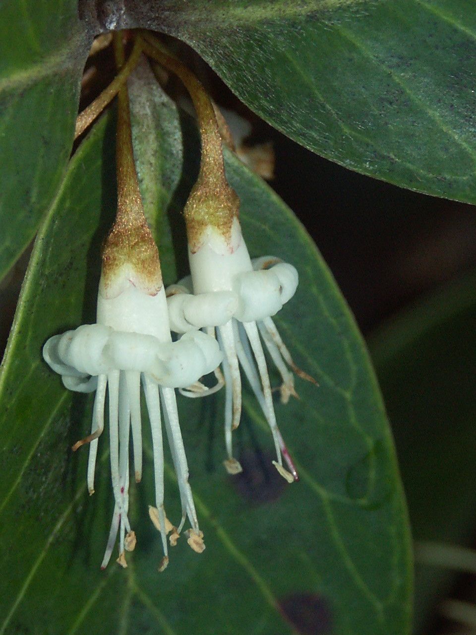 Pycnandra goroensis flower