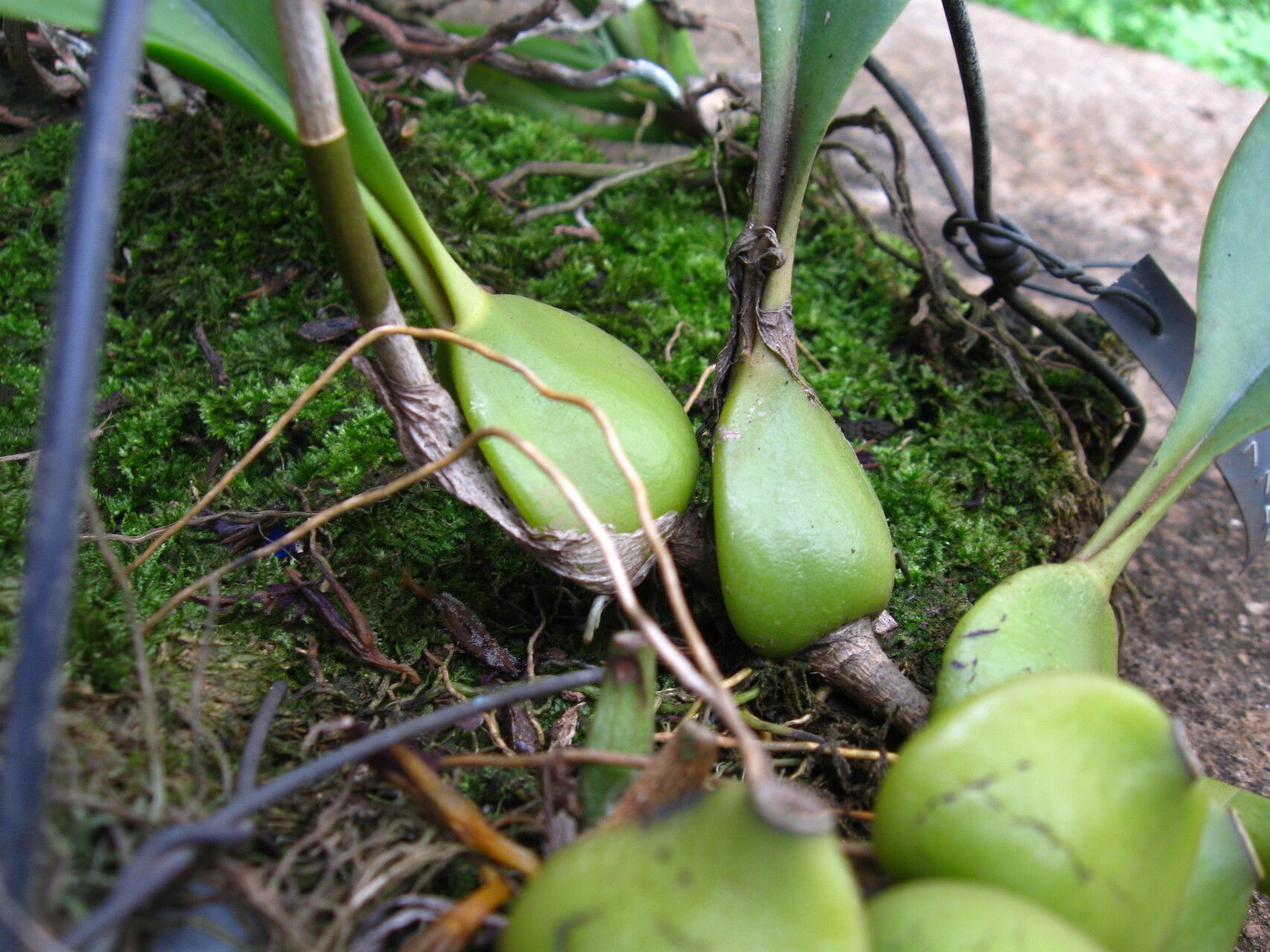 Bulbophyllum subligaculiferum other