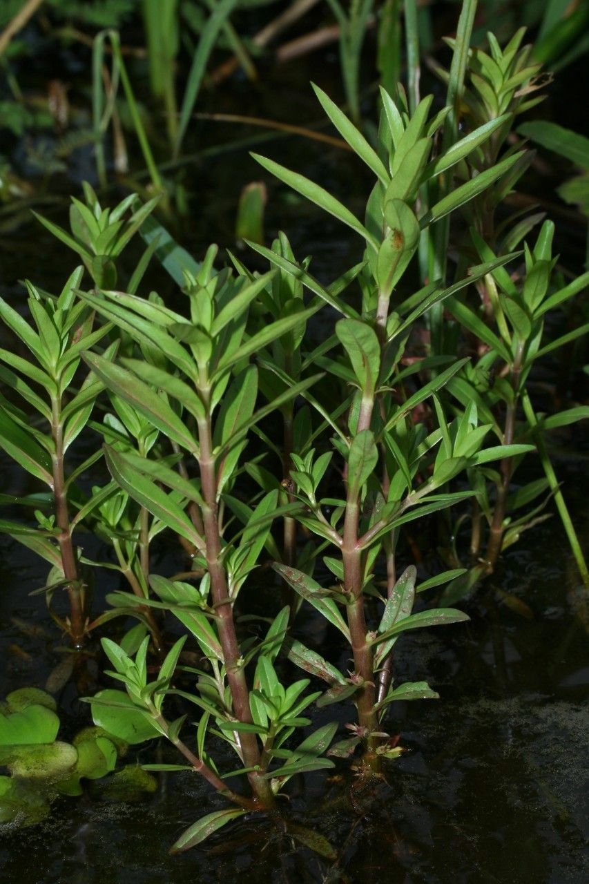Rotala ramosior habit