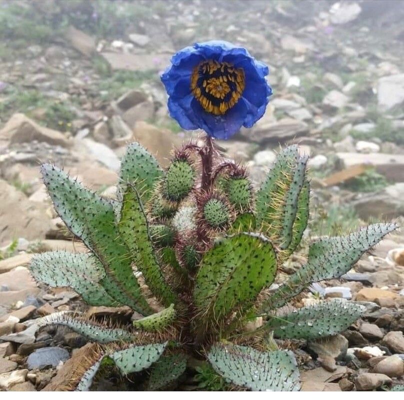 Papaver horridulum habit