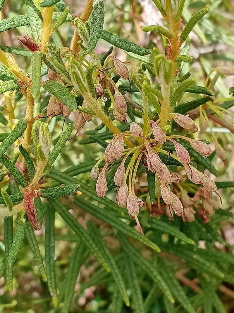 Ledum palustre fruit