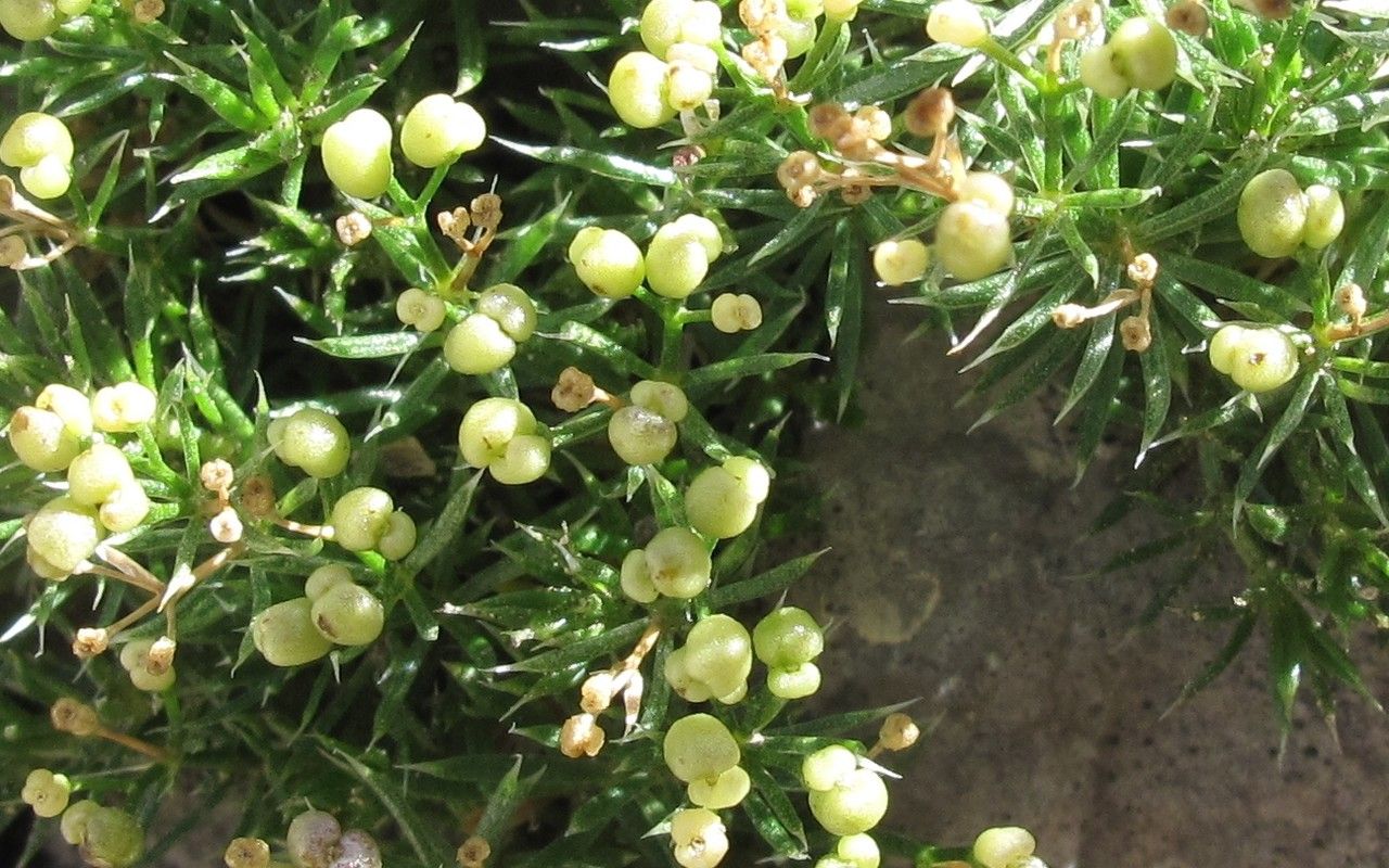 Galium pusillum fruit