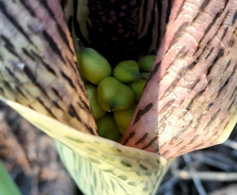 Synandrospadix vermitoxicus fruit