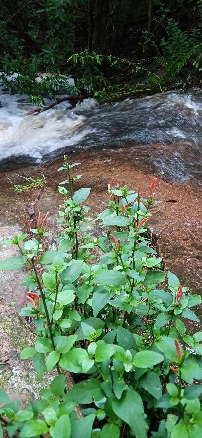 Ruellia brevifolia leaf