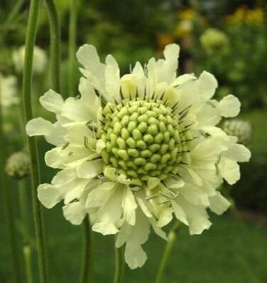 Knautia tatarica flower
