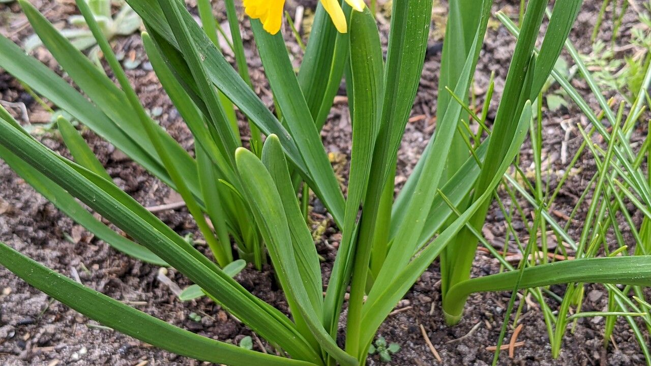 Narcissus cyclamineus leaf