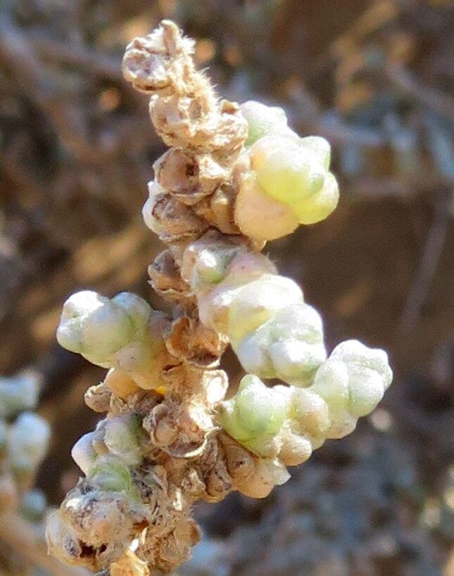 Caroxylon aphyllum flower