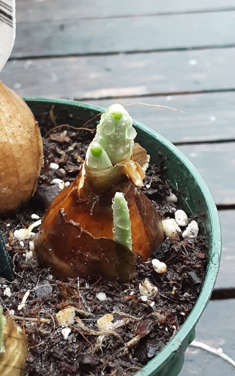 Galanthus fosteri leaf