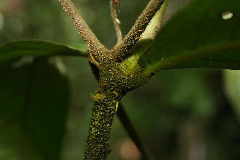 Cordia sprucei other